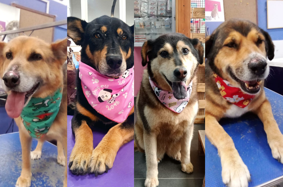 Perros enterrados en Madrid
