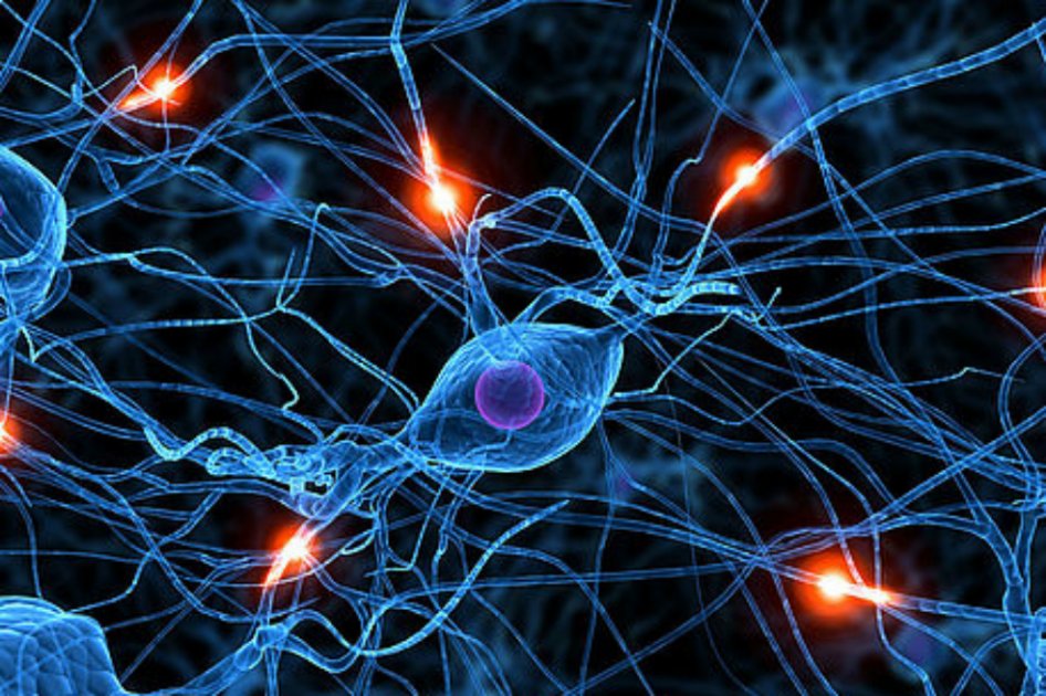 Científicos encuentran dónde están las neuronas de la hostilidad