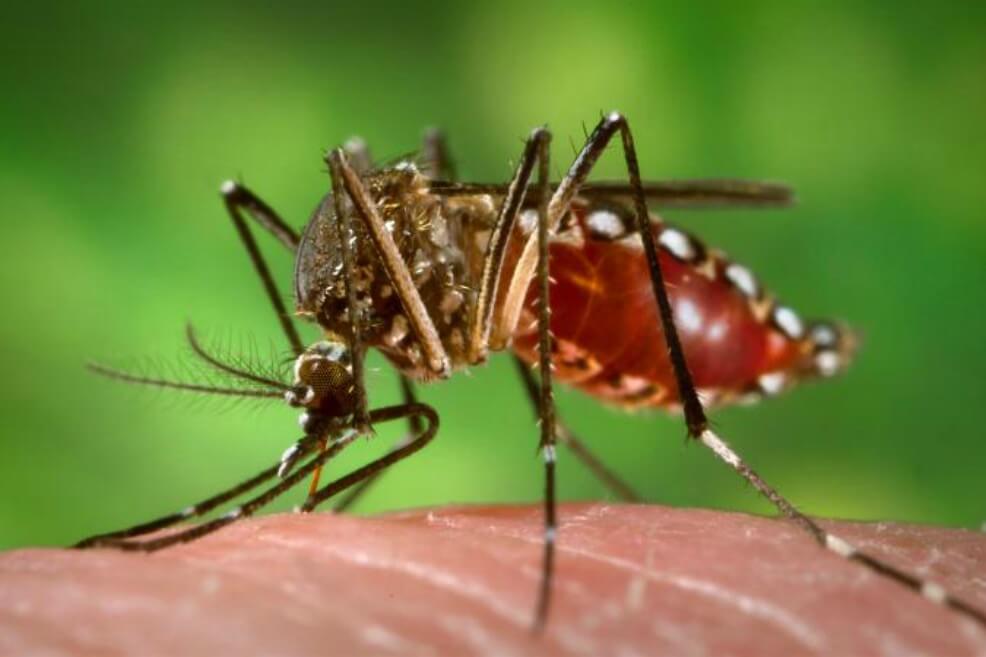 El mosquito Aedes aegypti es el transmisor del dengue. / Wikimedia - Creative commons
