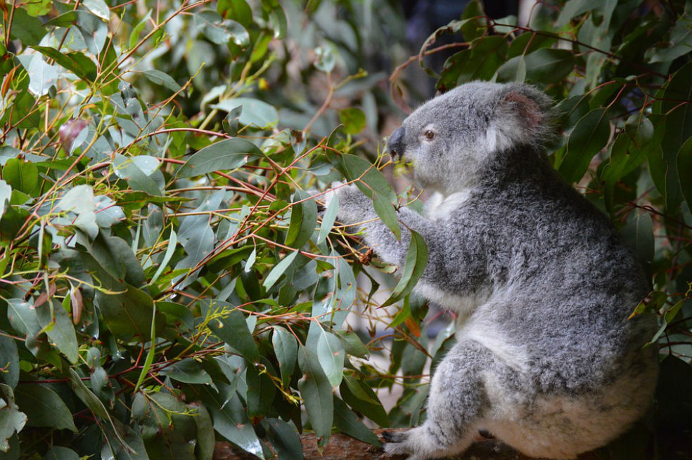Australia investiga muerte de koala que apareció atornillado a un poste