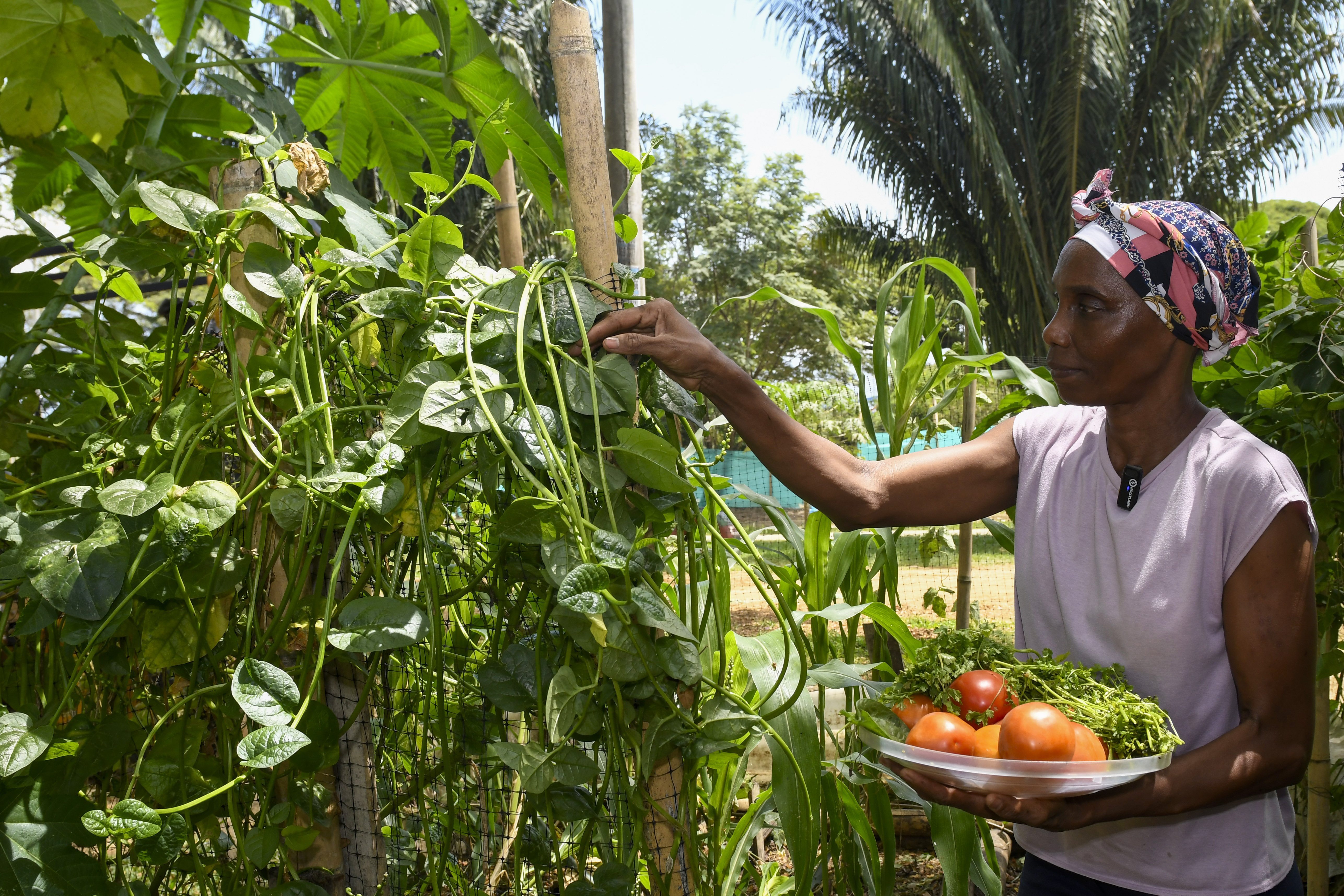 A través de esta huerta comunitaria se promueve la unión familiar y el buen uso del tiempo libre de los jóvenes