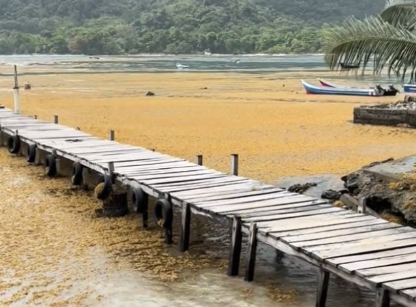 Gobernación de Chocó emitió alerta ambiental por llegada de sargazo a Acandí