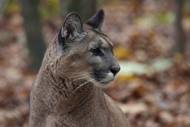Investigan la muerte de un puma en Plato, Magdalena: hombre le habría disparado