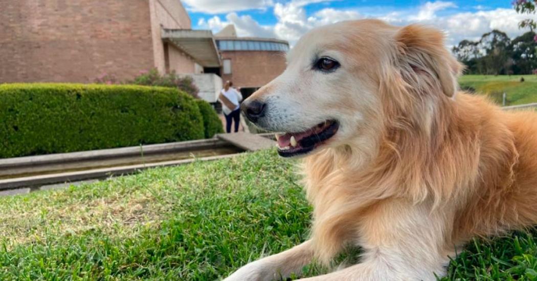Diez bibliotecas que puede visitar con su mascota en Bogotá