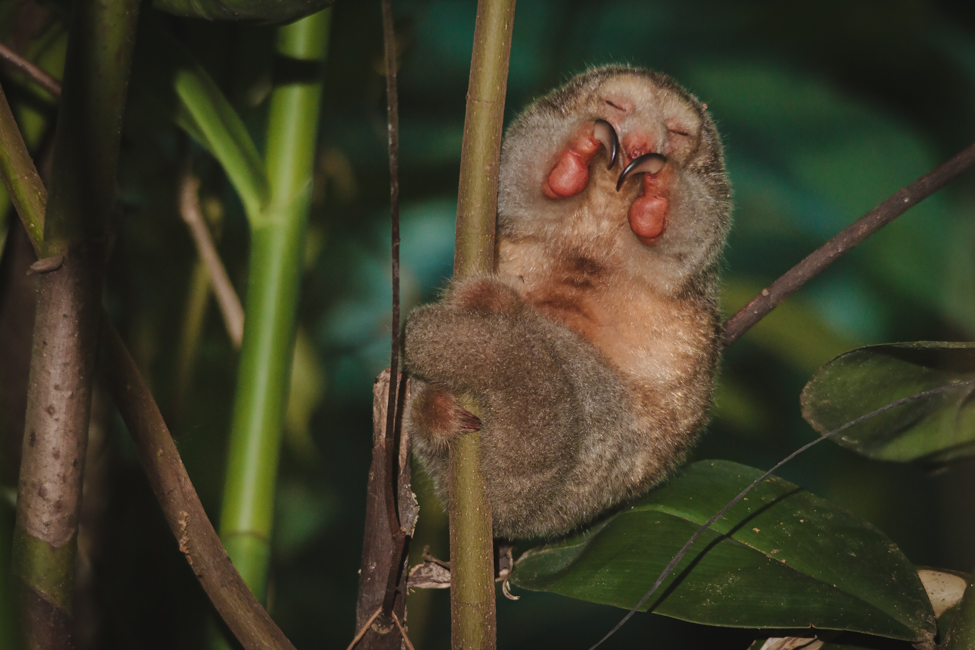 El osito trueno (Cyclopes dorsalir) tiene dos garras muy características en sus extremidades delanteras.