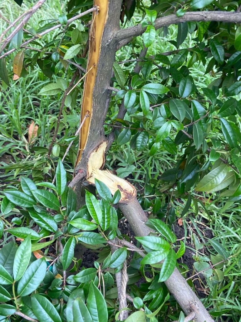 Alerta por daños ecosistémicos del campamento indígena emberá al Parque Nacional