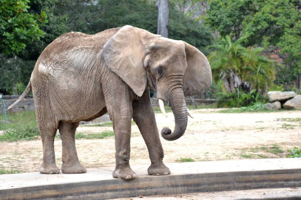 Los animales que mueren de abandono y hambre