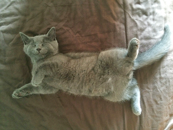Gatos: esto significa cada postura que hacen cuando duermen
