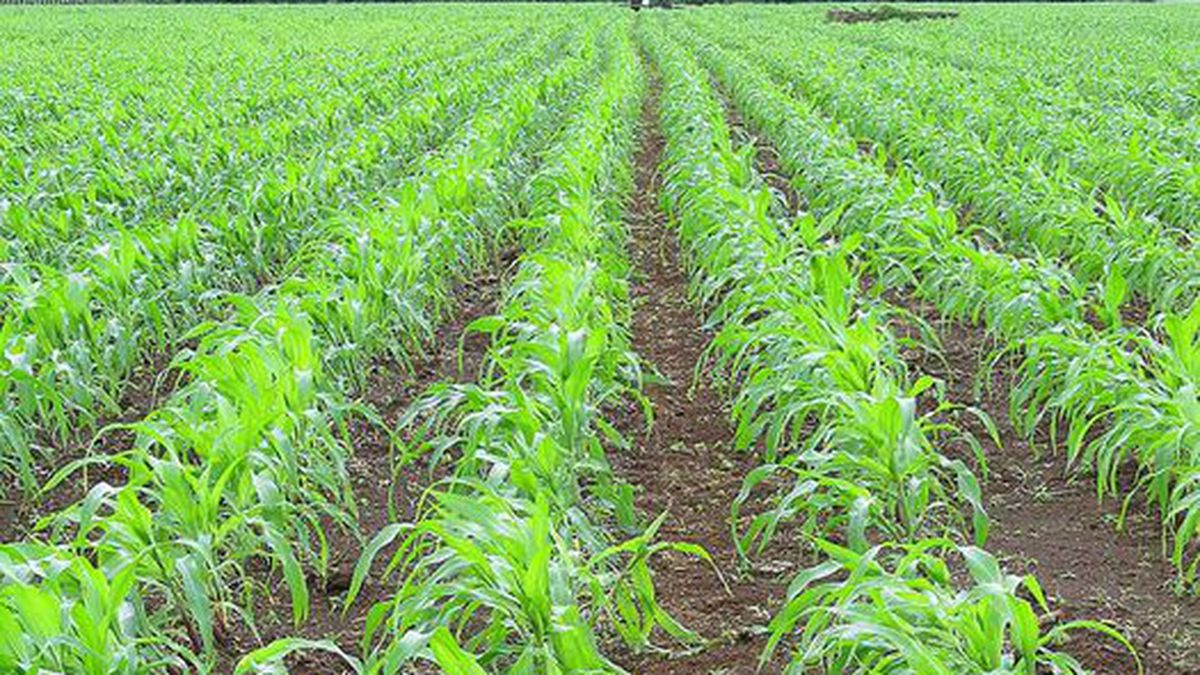 Comprar tres millones de hectáreas en 4 años es imposible: Minagricultura