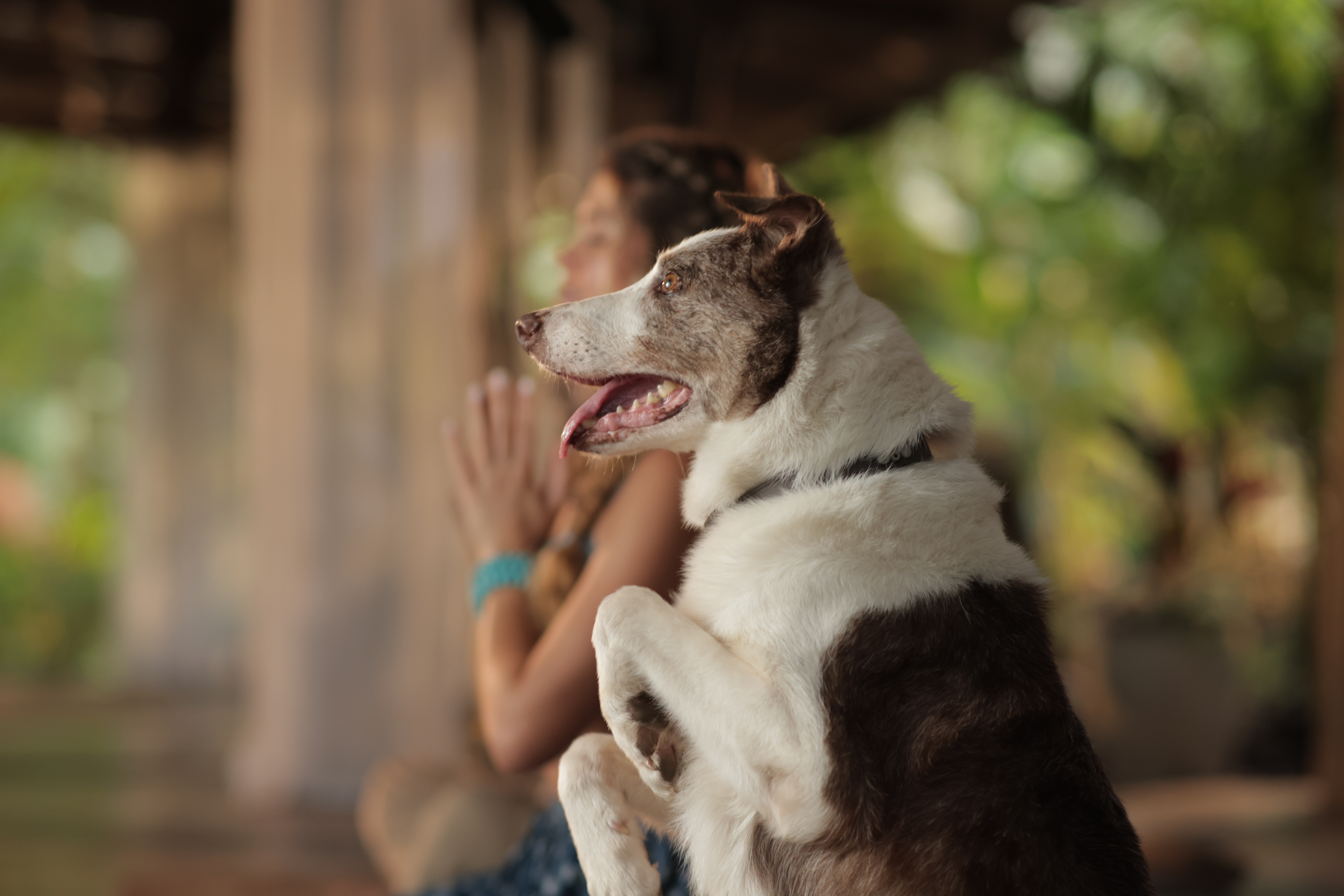 'Choco', el perro de la familia asume el rol de narrador.
