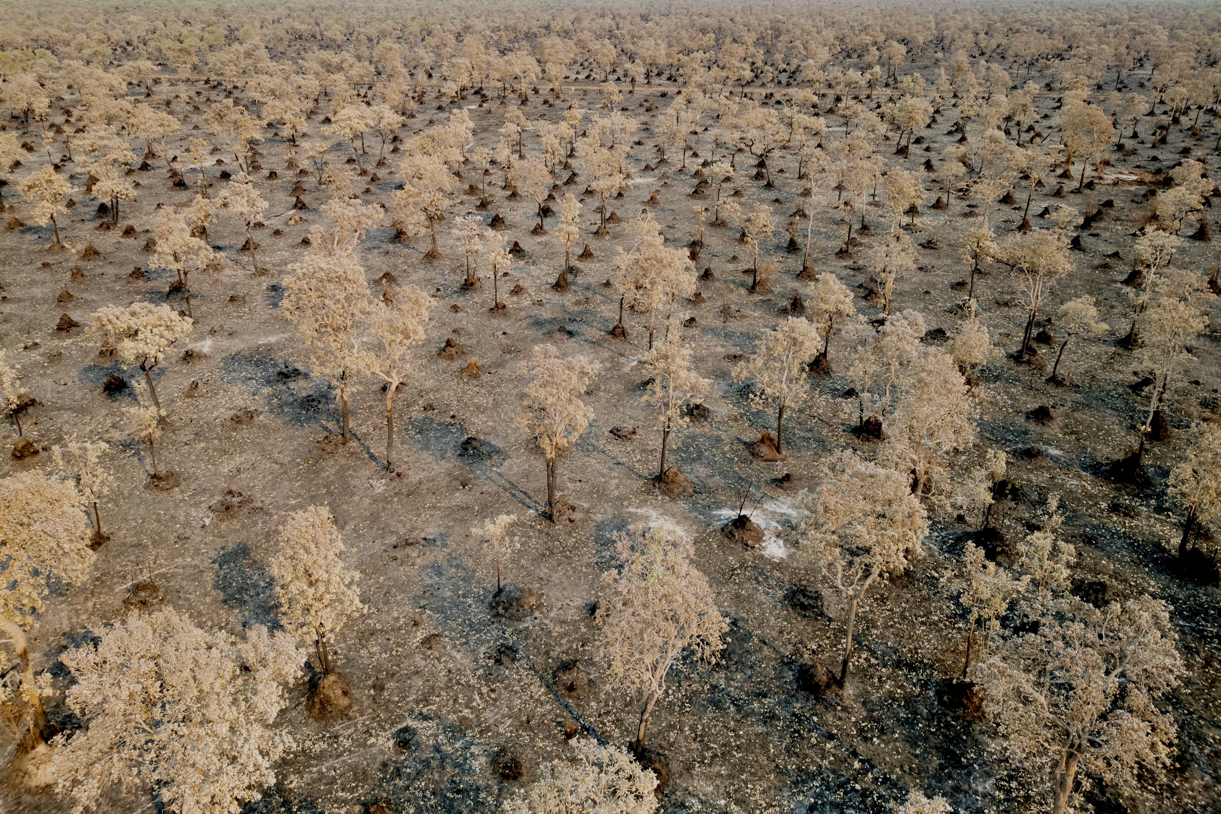 El estiércol aumenta la capacidad del suelo para almacenar carbono