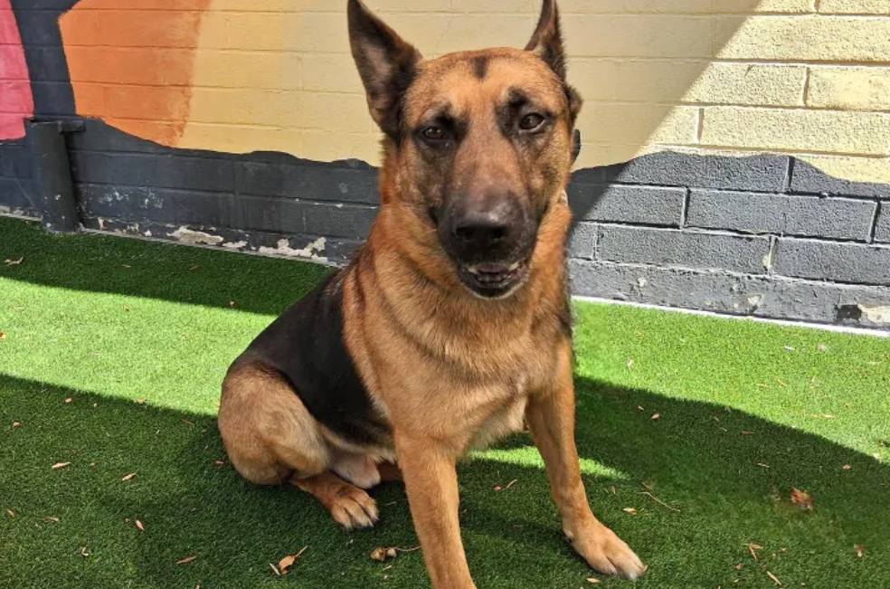 Familia se fue y dejó a su perro Draco en EE.UU: Este fue su destino