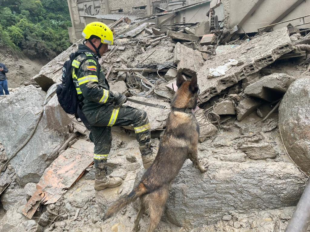 Oli y Romina, perros rescatistas como Wilson, ayudan en la avalancha en Quetame
