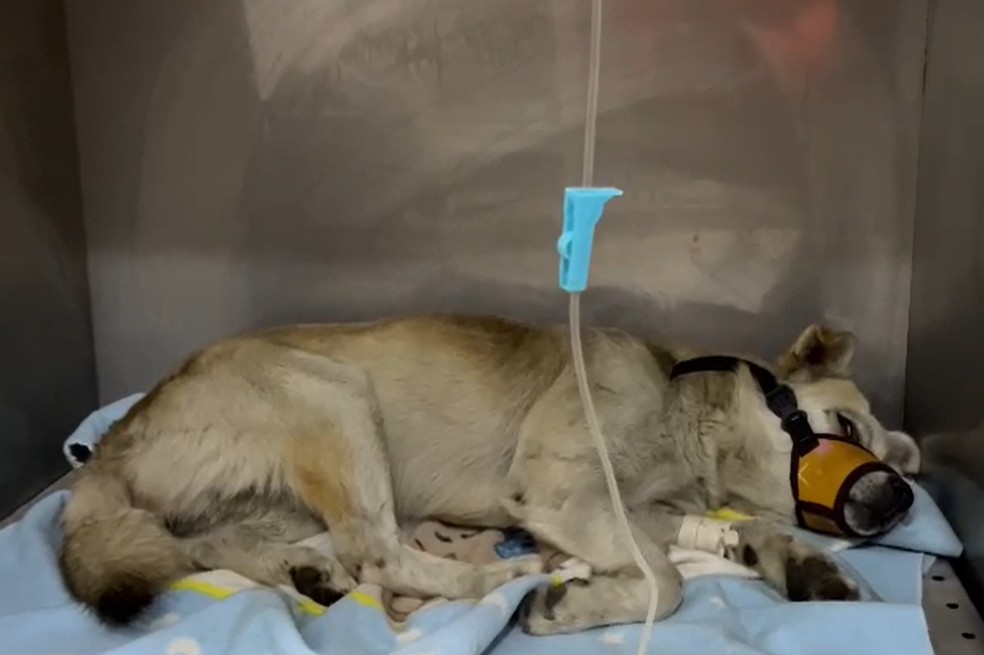 En video: denuncian que un perro fue arrojado de un puente en Bogotá