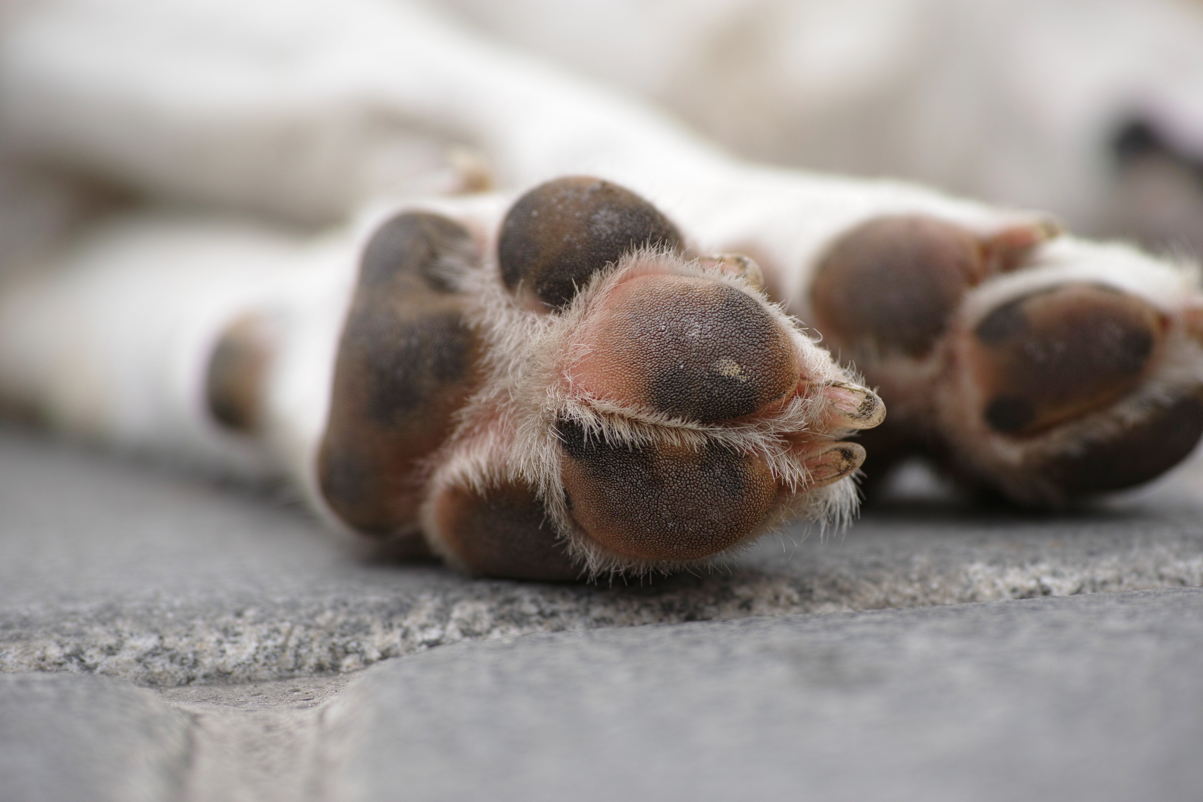 Sacrificio de perros por agresividad: ¿realmente es necesario?