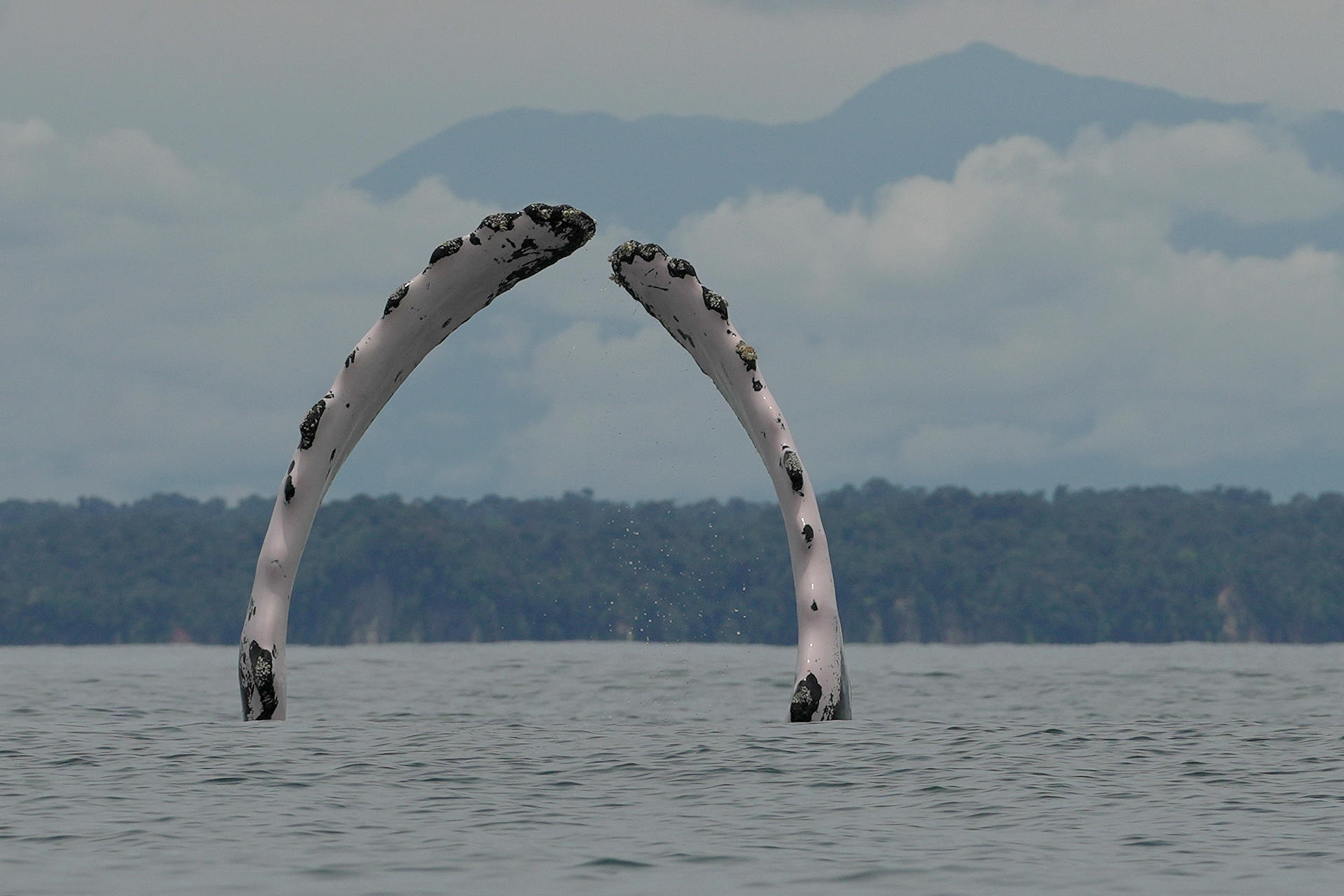 Las recomendaciones para observar ballenas con responsabilidad en el Pacífico colombiano