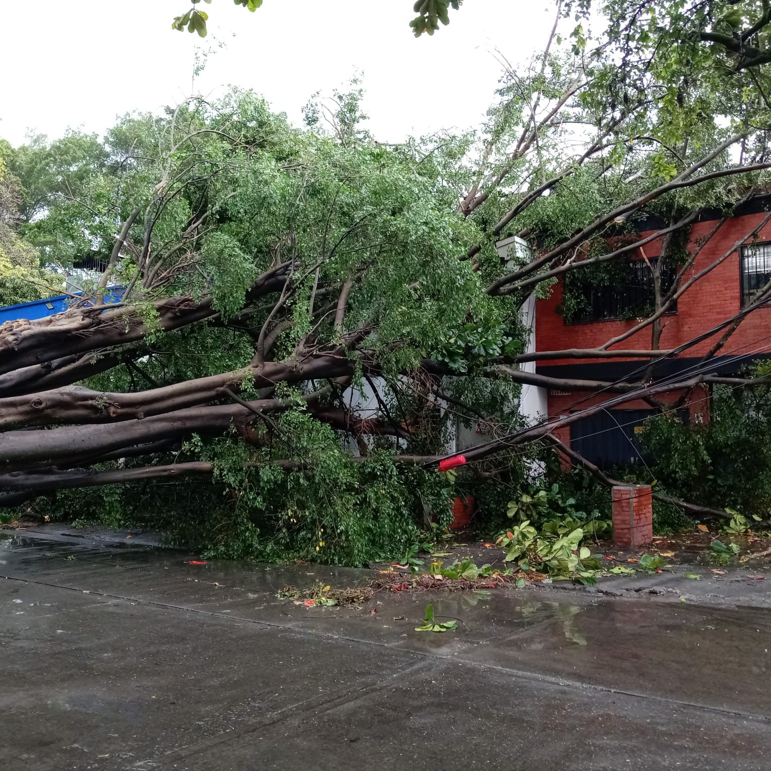 Lluvias en Cali dejaron una docena de árboles caídos y sectores sin energía