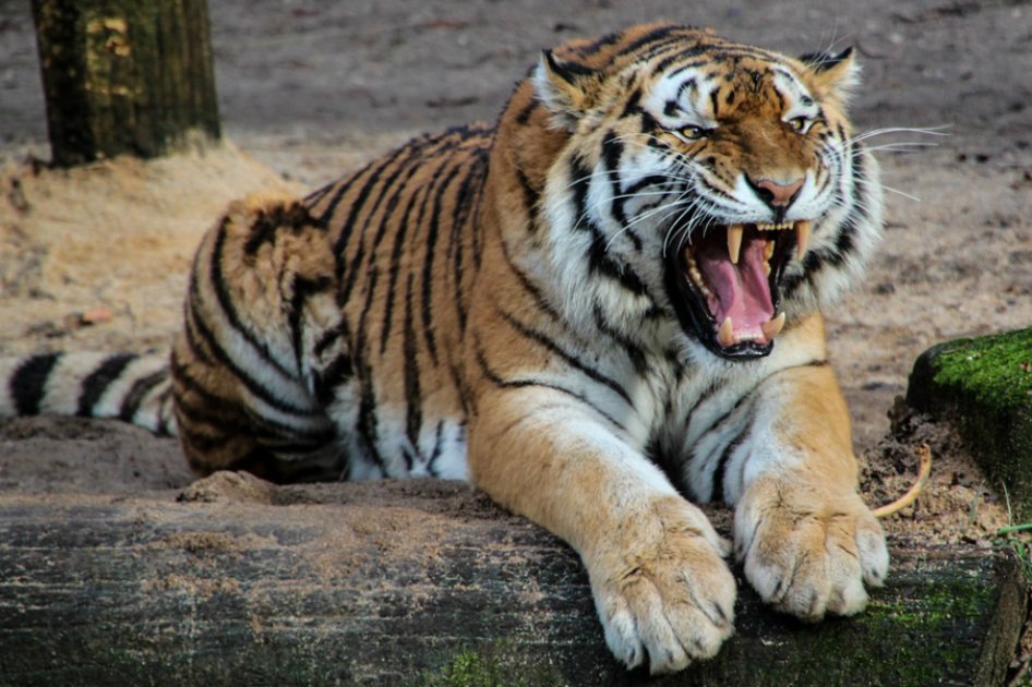 Demandan a un safari de Pekín donde murió una mujer atacada por tigres