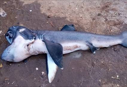 Un raro tiburón de boca gigante fue encontrado por primera vez en el este de África