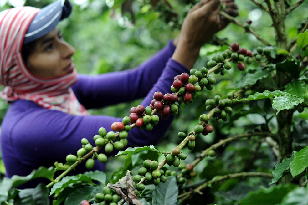 ¿Un agro más fuerte en 2012?