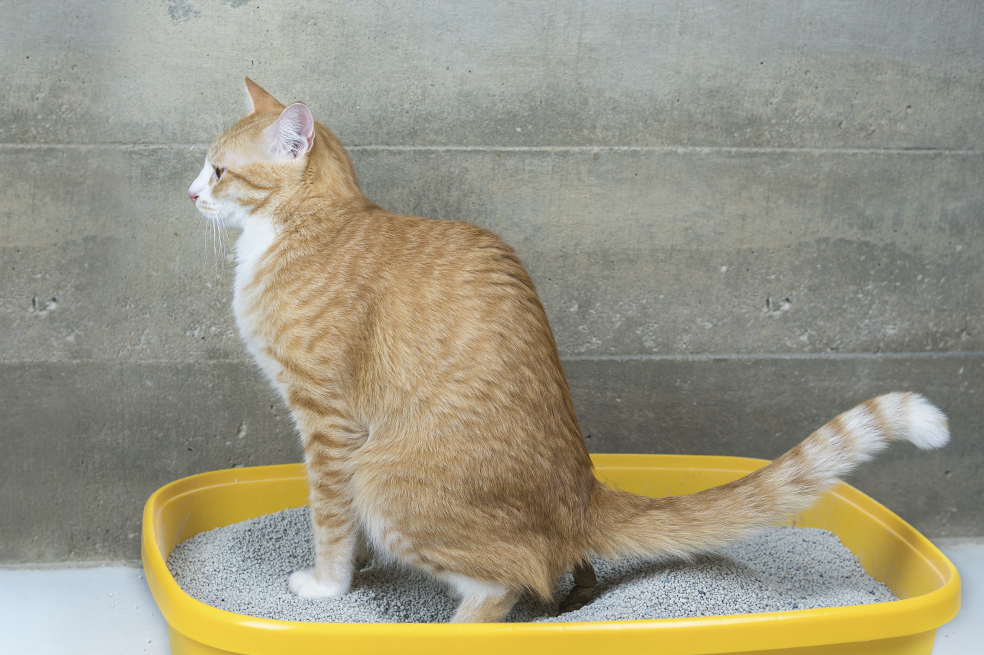 Arena para gatos del D1 vs. arena para gatos de Dollarcity: ¿cuál es la mejor?