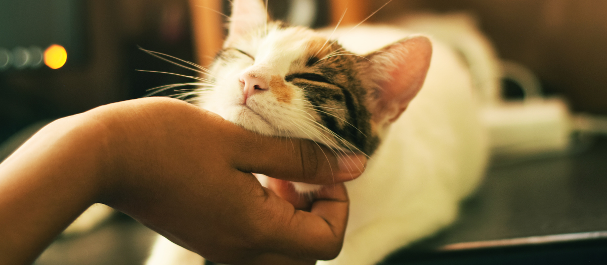 ¿Cómo agradecen los gatos a sus dueños?