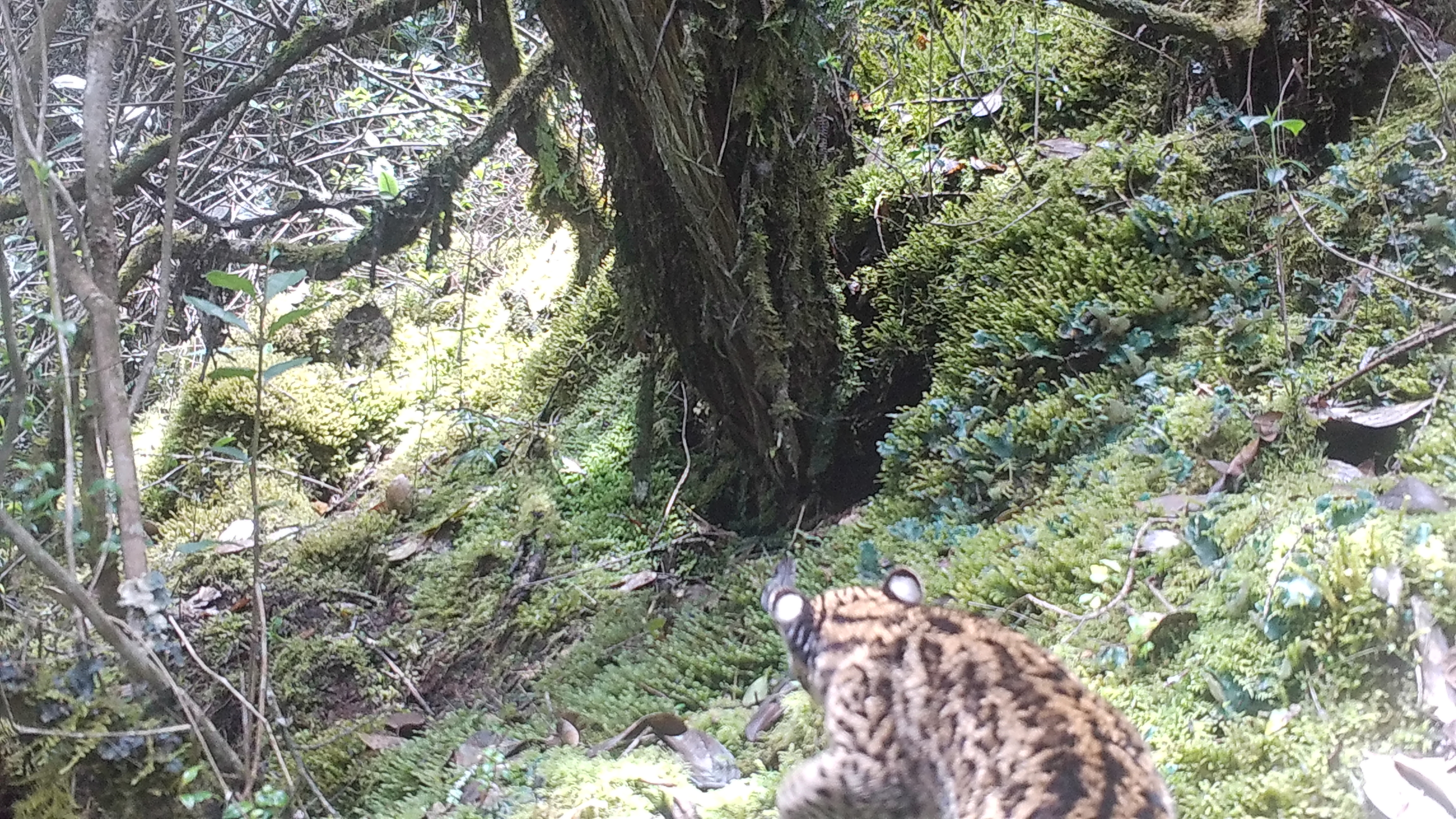 Tigrillo lanudo en las montañas de Cundinamarca