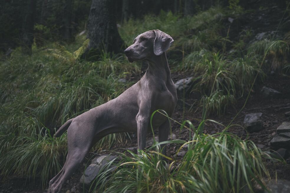 Estas son las razas de perro con menor esperanza de vida