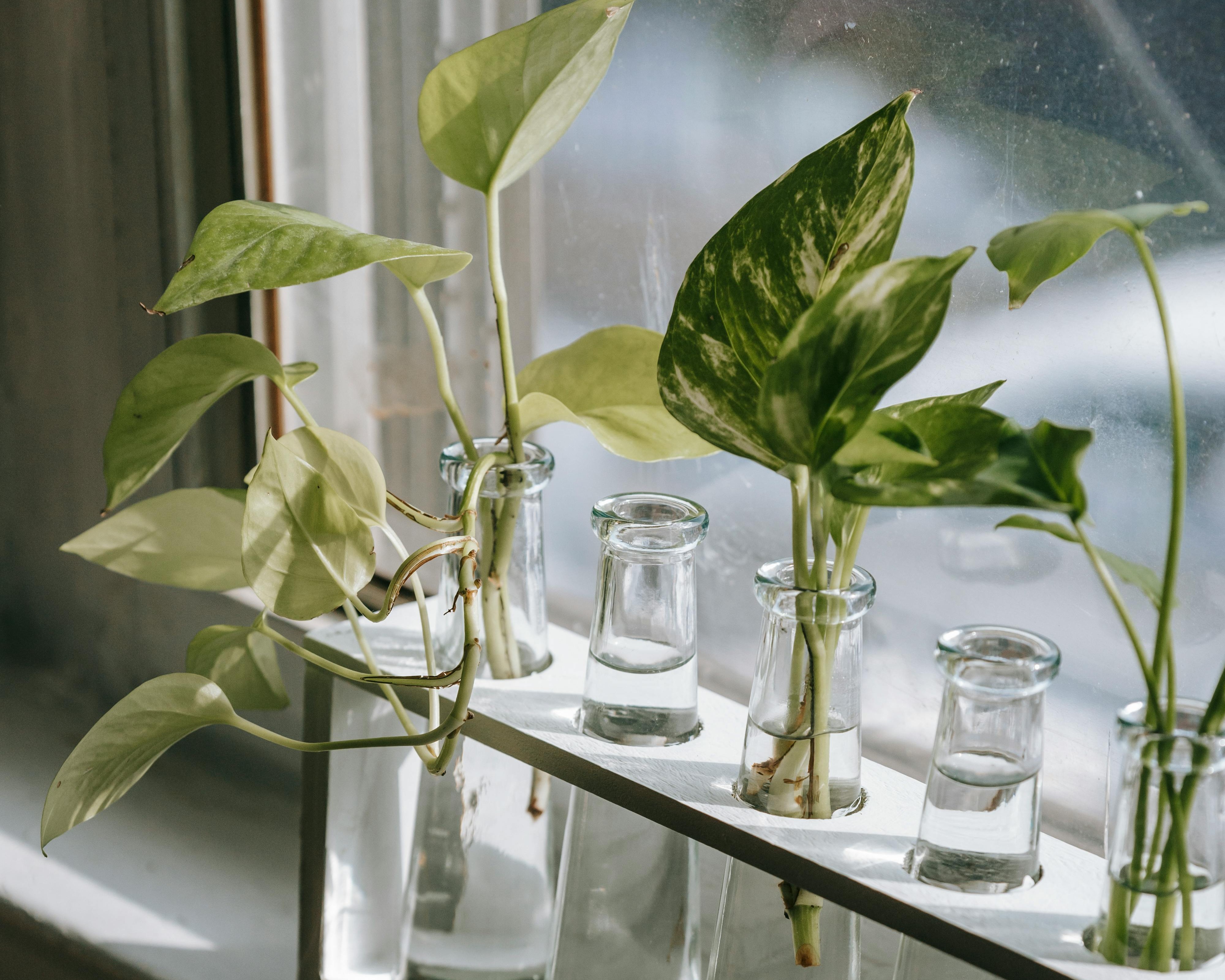 En imágenes: cinco plantas que puede cultivar en agua y cómo cuidarlas en casa
