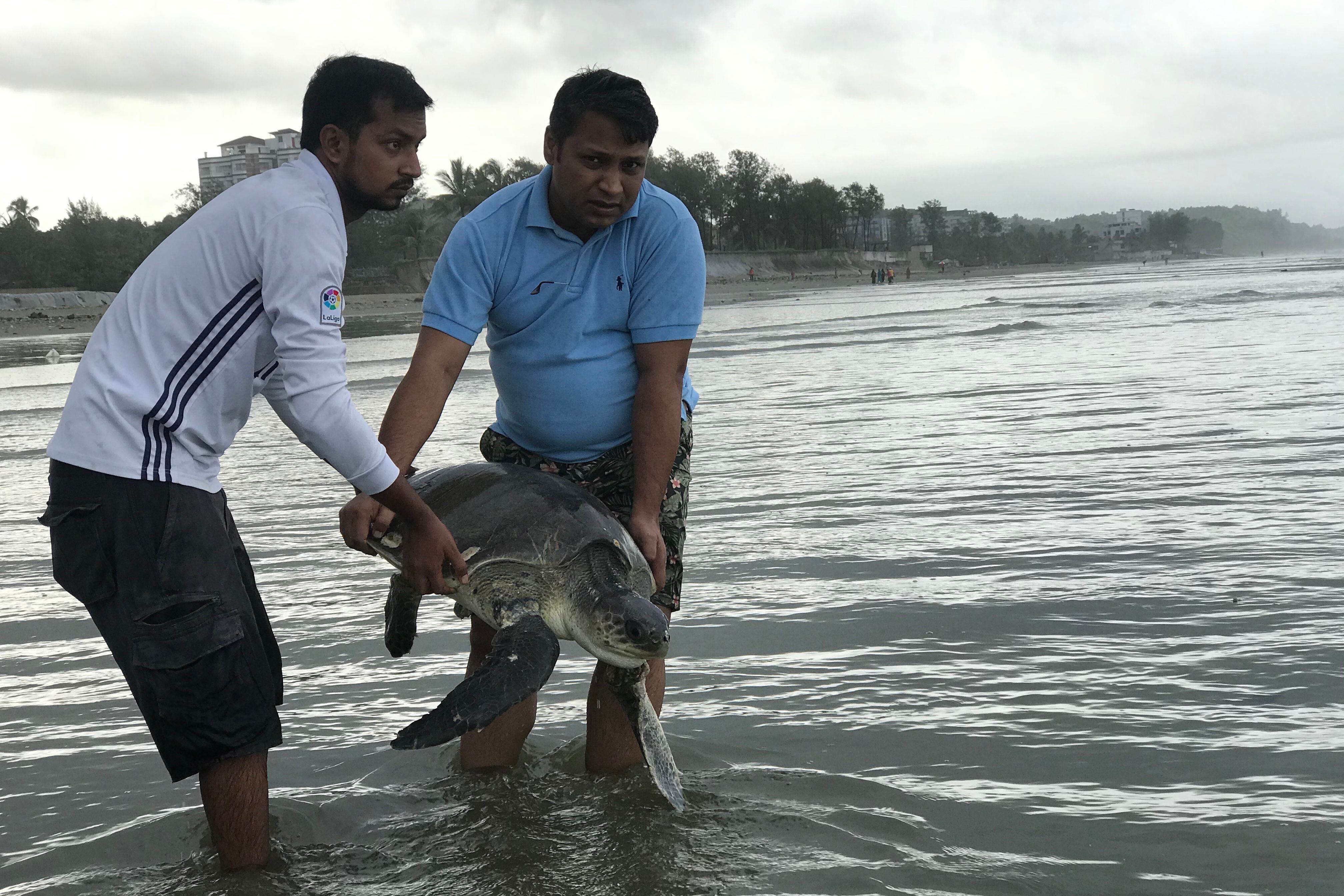 Tortugas atrapadas en plástico de Bangladés.