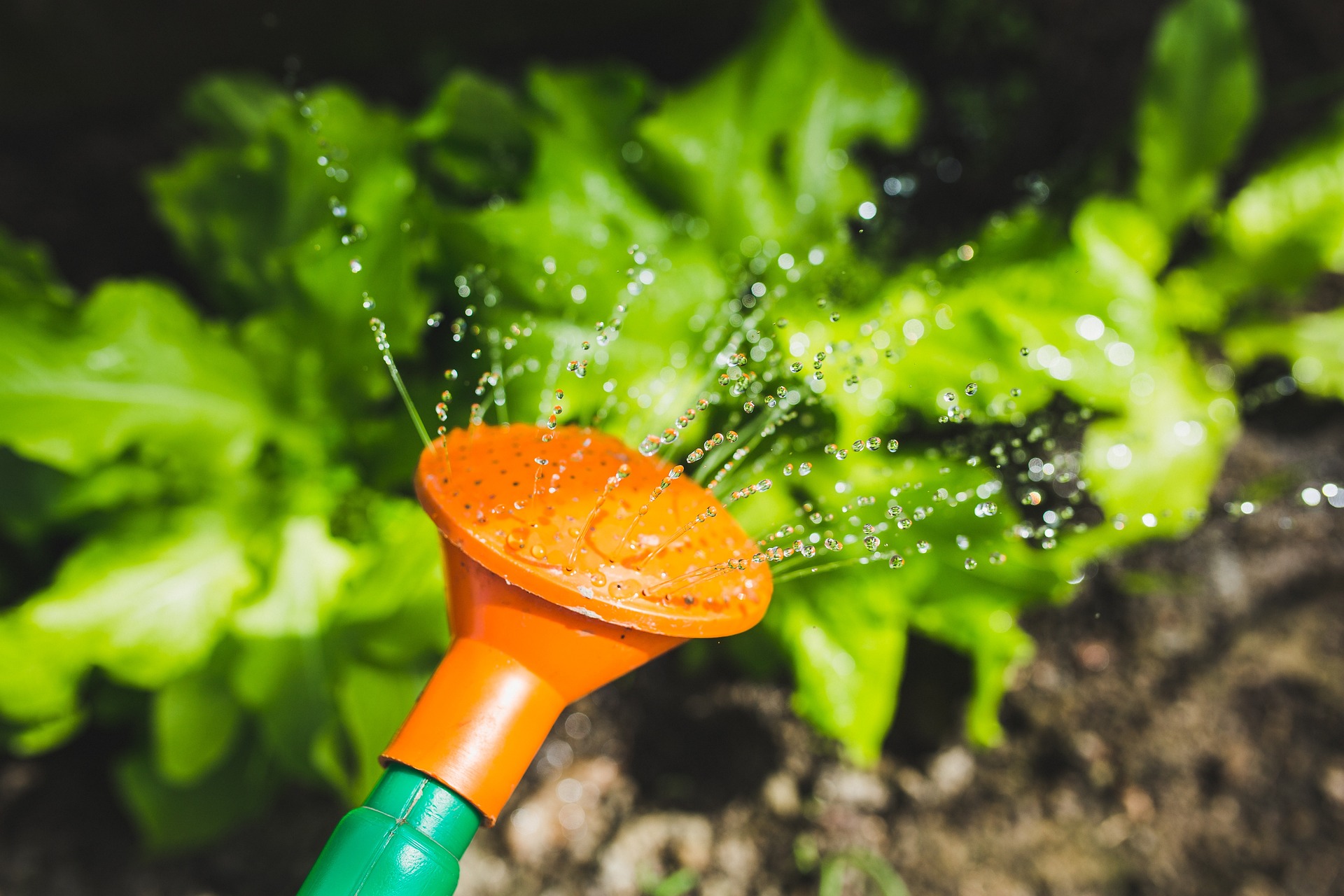 ¿Cuál es la mejor hora para regar sus plantas?