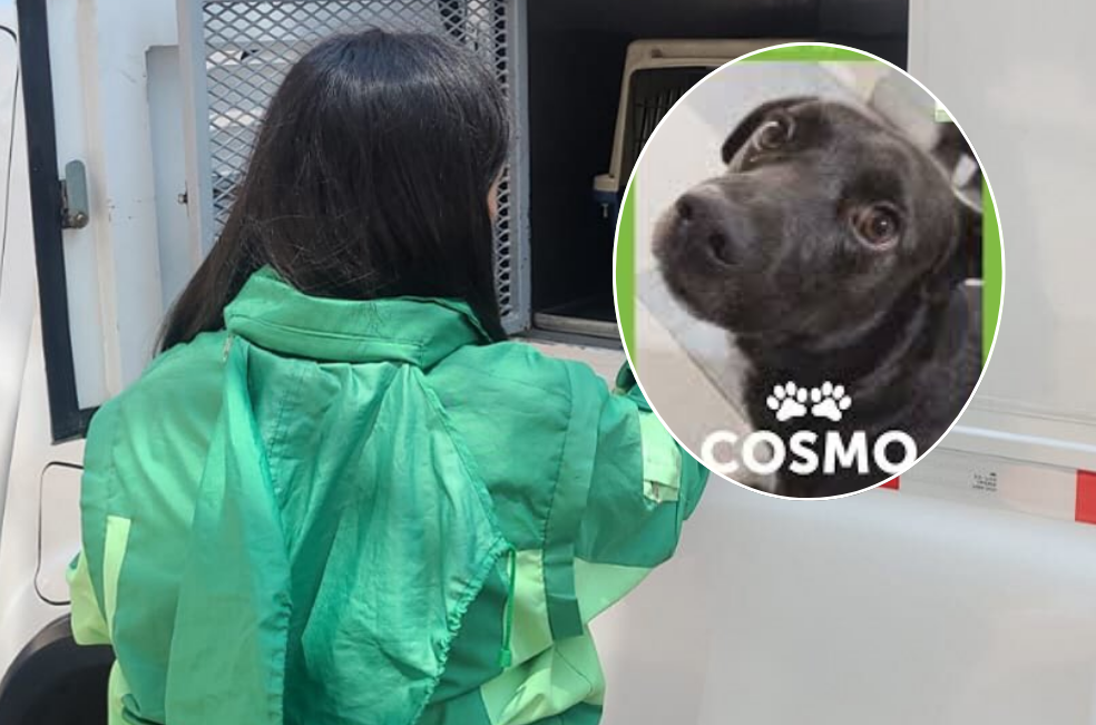 ¿La protección animal en Bogotá está en riesgo? Esto está pasando en el IDPYBA