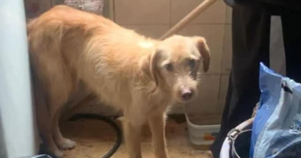 Autoridades rescataron a Max y Yuno, dos perros que permanecían encerrados en Kennedy