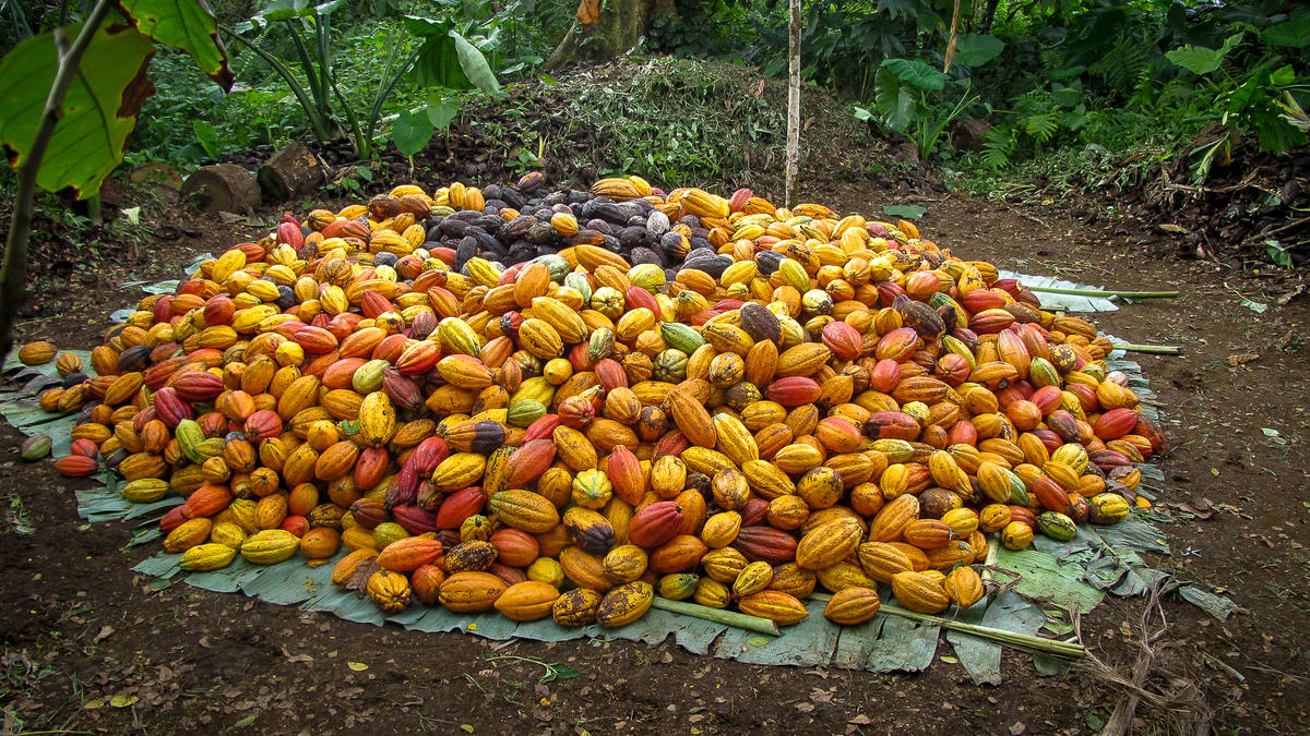 Pila de Cacao
