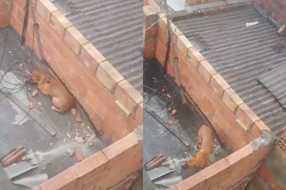 Rescatan a perrita que, presuntamente, era maltratada por sus dueños en Bogotá