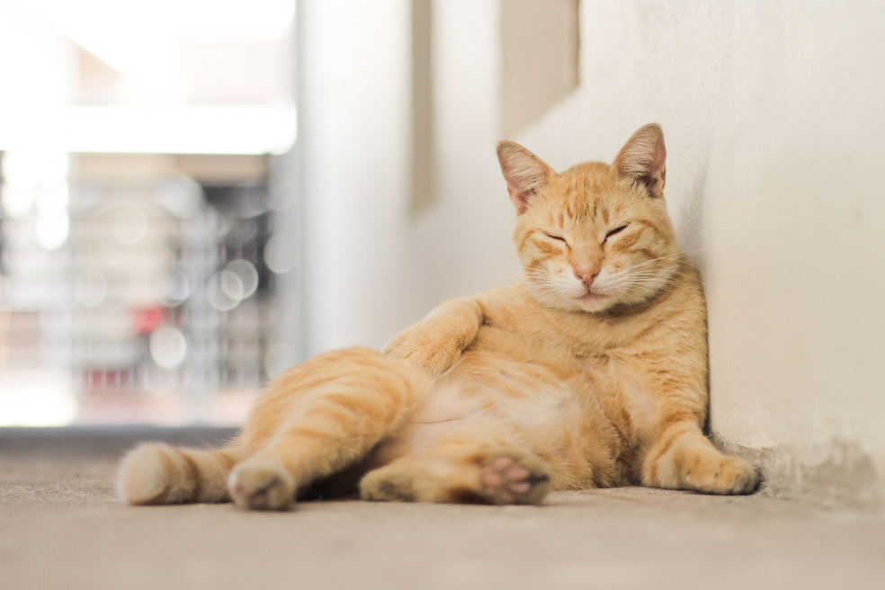 ¿Cómo evitar la obesidad en tu gato o perro?