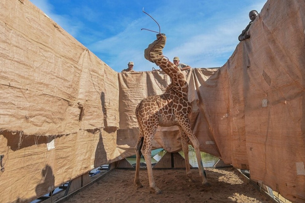 Una jirafa, de la especie Rothschild, es transportada a un lugar seguro desde una isla inundada de Longicharo, en el oeste de Kenia.
