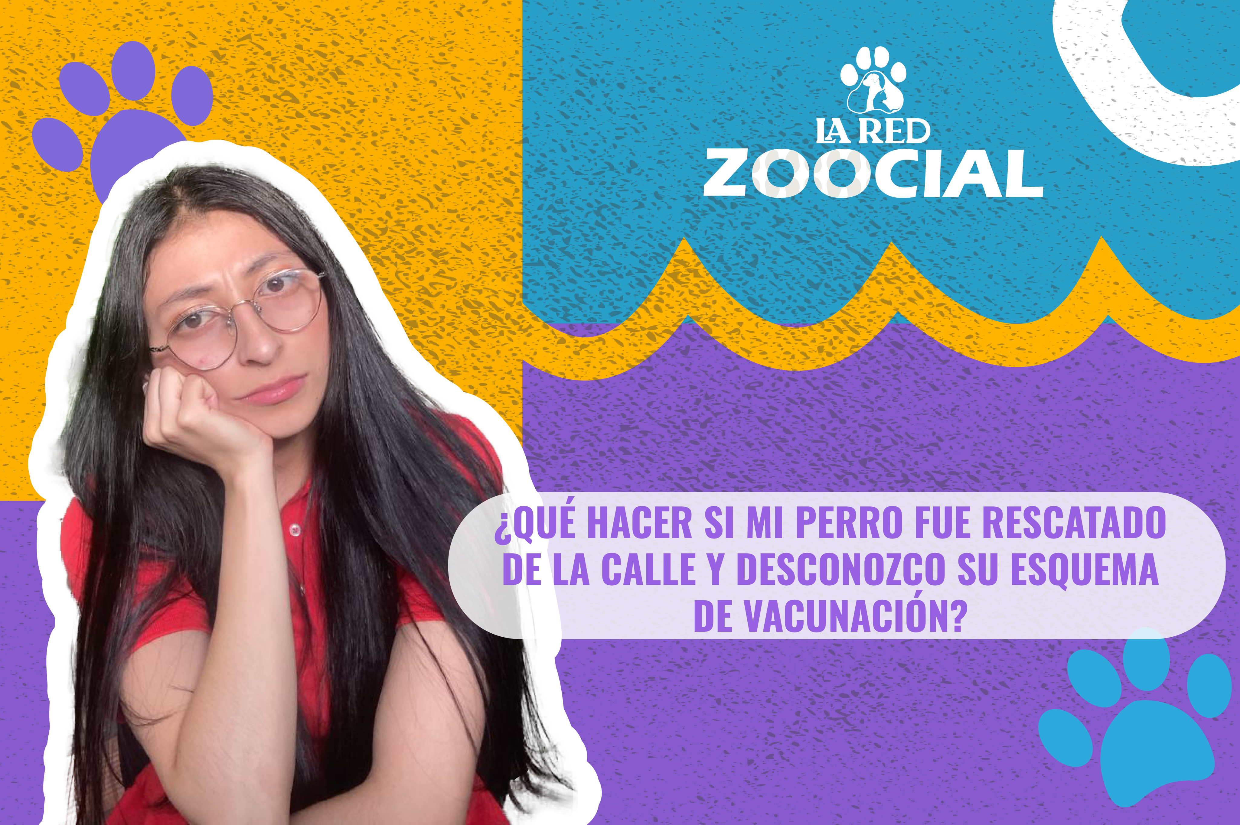 (Video) ¿Qué hacer si mi perro fue rescatado y no sé su esquema de vacunación?