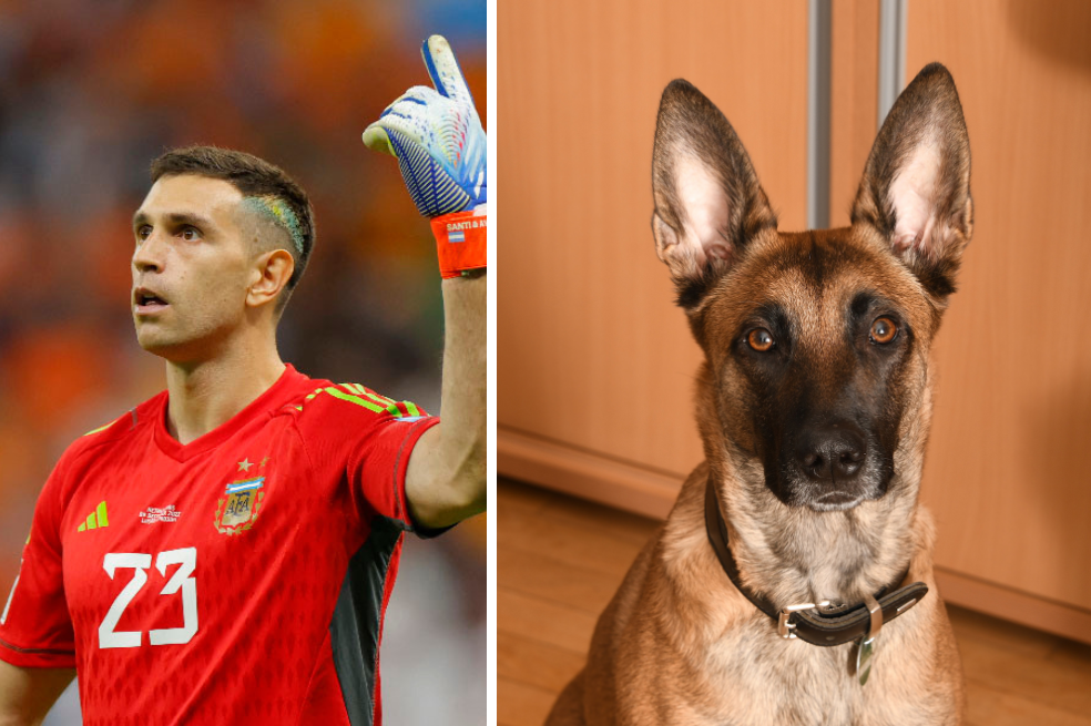 Esto cuesta el pastor belga malinois, la nueva mascota de “Dibu” Martínez
