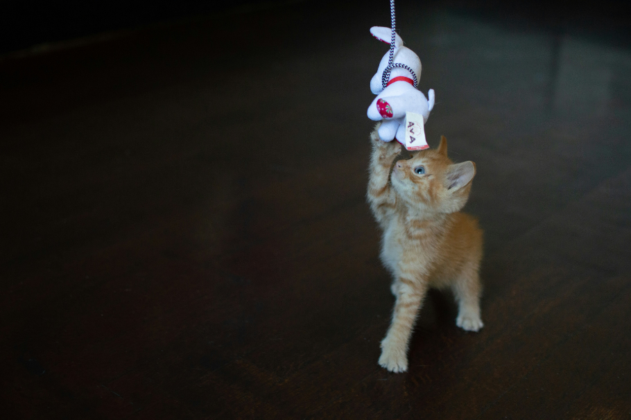 ¿Cuáles son los juguetes más recomendados para gatos mayores?