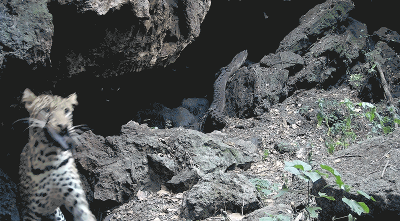 Las pistas que revelan videos de una cueva africana sobre cómo saltan los virus a humanos