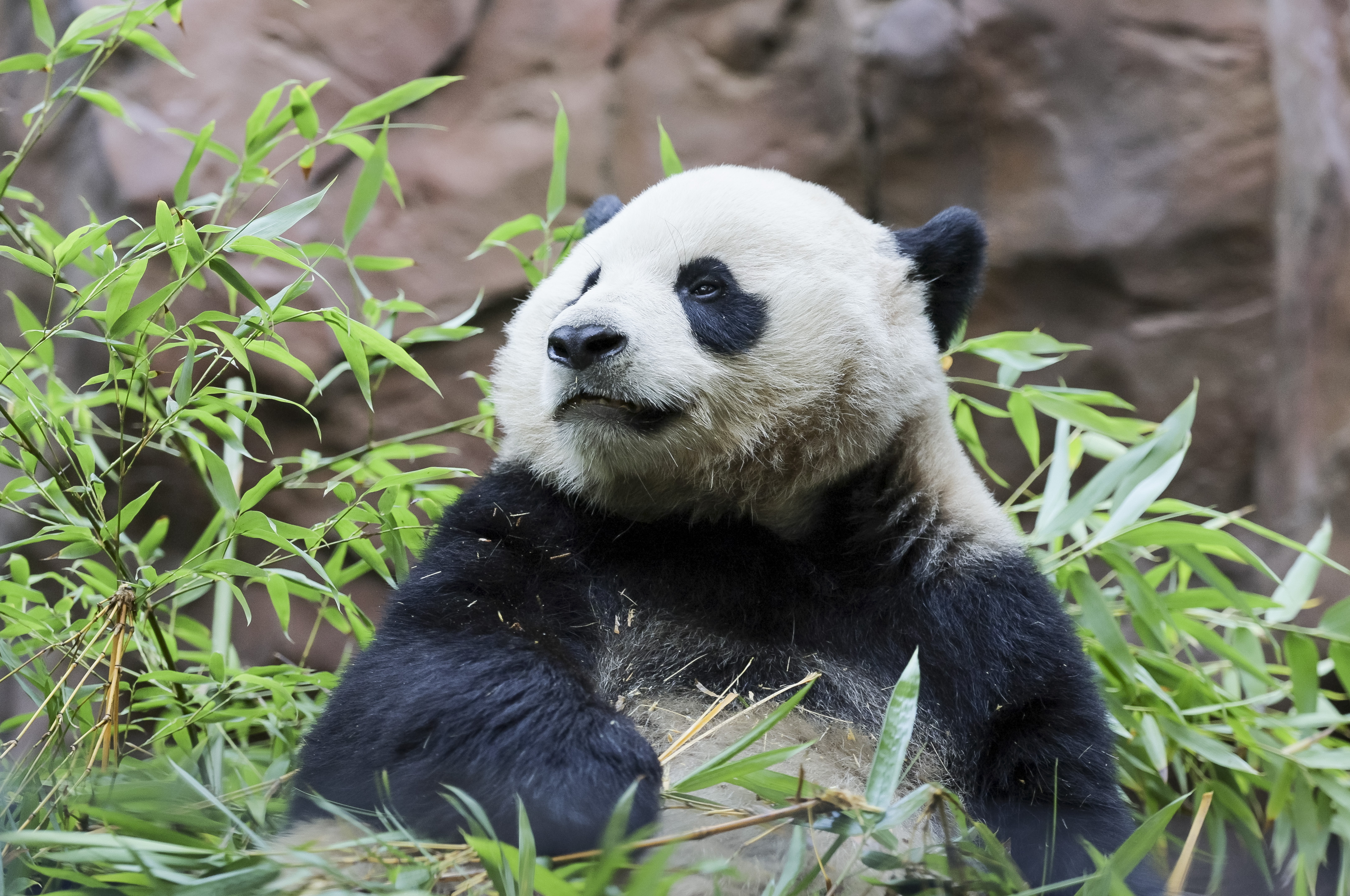 ¿Qué es la “diplomacia animal” y por qué algunos la desaprueban?