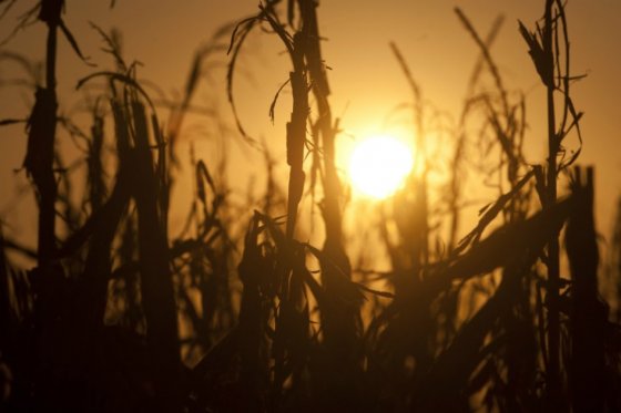 2015 sería declarado como el año más caluroso del que haya registro