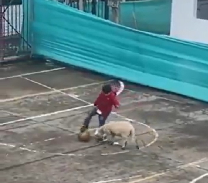 Niño de Sumapaz se vuelve viral al jugar al fútbol con su oveja
