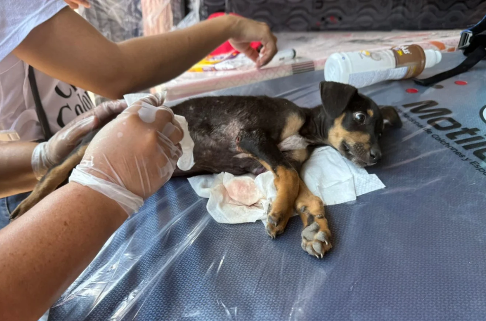 ¿Qué está pasando con las mascotas de las personas desplazadas en el Catatumbo?