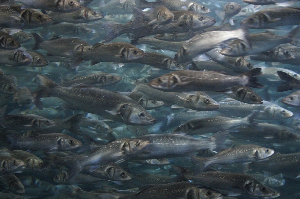El cambio climático podría estar encogiendo los peces