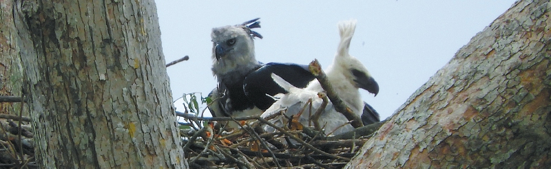 El estudio destaca que las aves escogen las piezas de plástico, que equivalen a casi el 60 % de los reportes de materiales del hombre en los nidos.