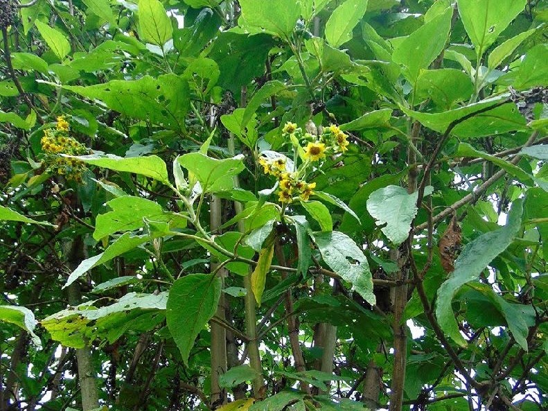 Árbol loco: ¿Por qué se llama así y dónde se puede ver en Colombia?