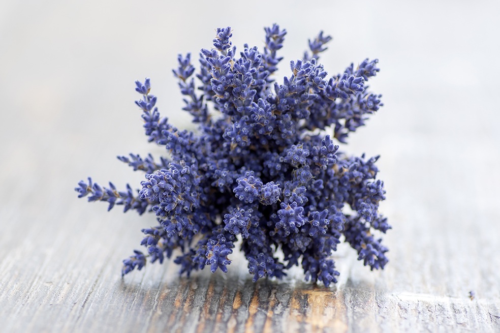 Lavanda