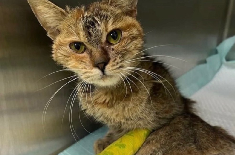 Del abandono a la esperanza: así fue la recuperación de una gata parapléjica